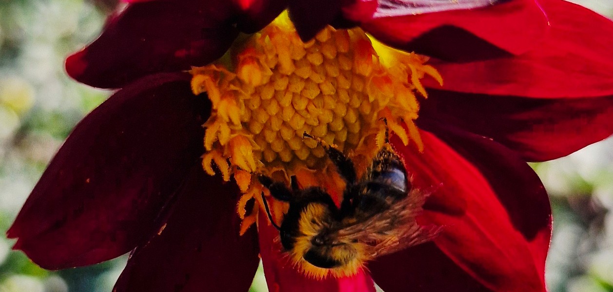 Dahlia - Mexican Star - 2 stuks