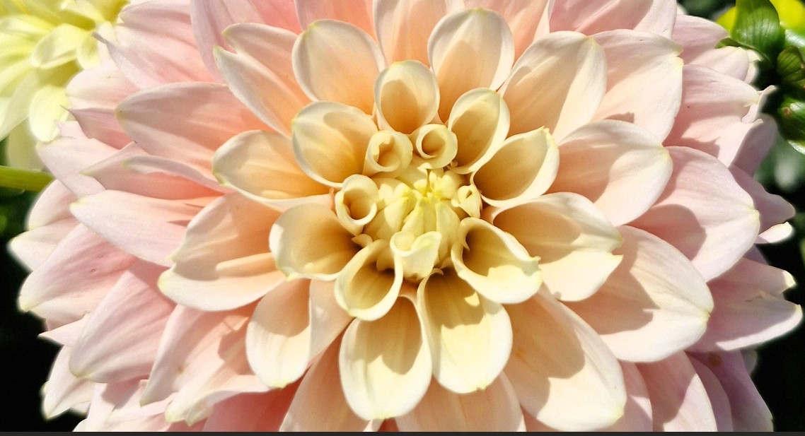 Dahlia - Giovana - 1 stuk