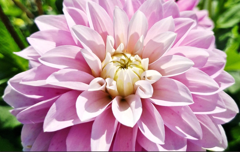 Dahlia - Faye - 2 stuks