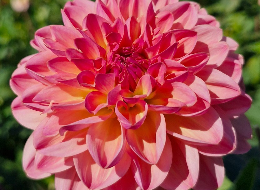 Dahlia - Phyllis Farmer - 2 stuks