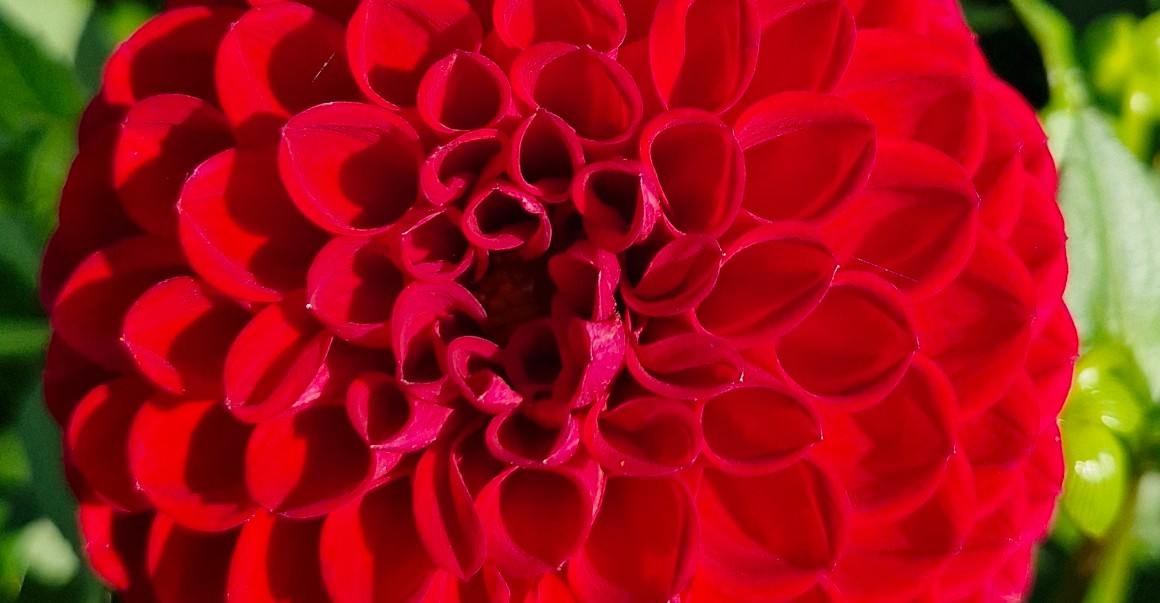 Dahlia - Cornel - 2 stuks