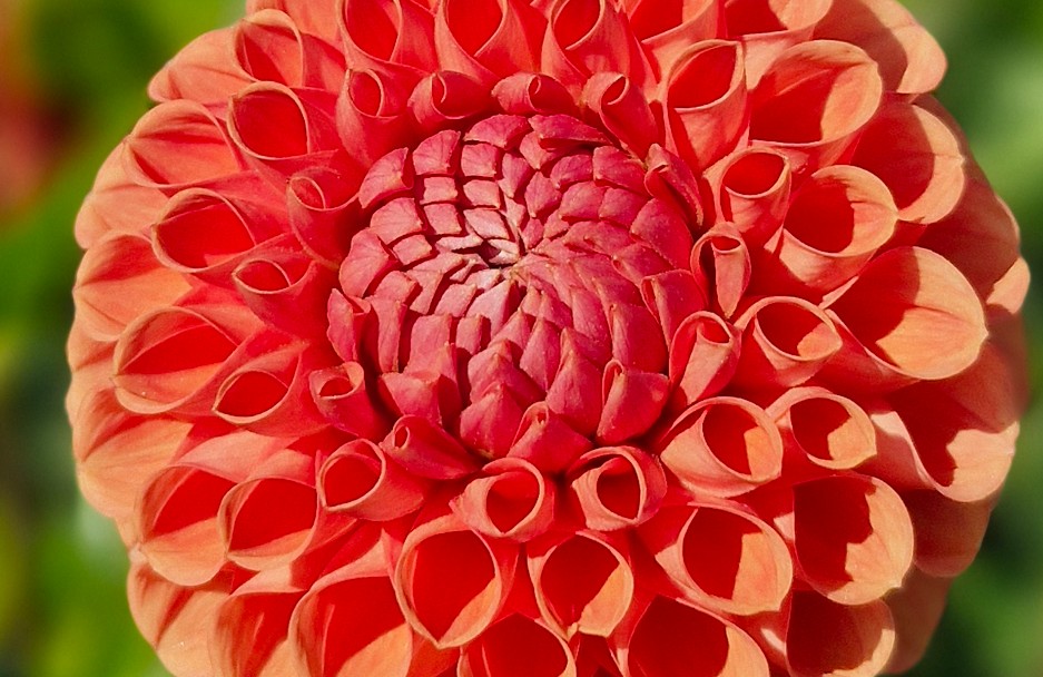 Dahlia - Cornel Bronze - 2 stuks