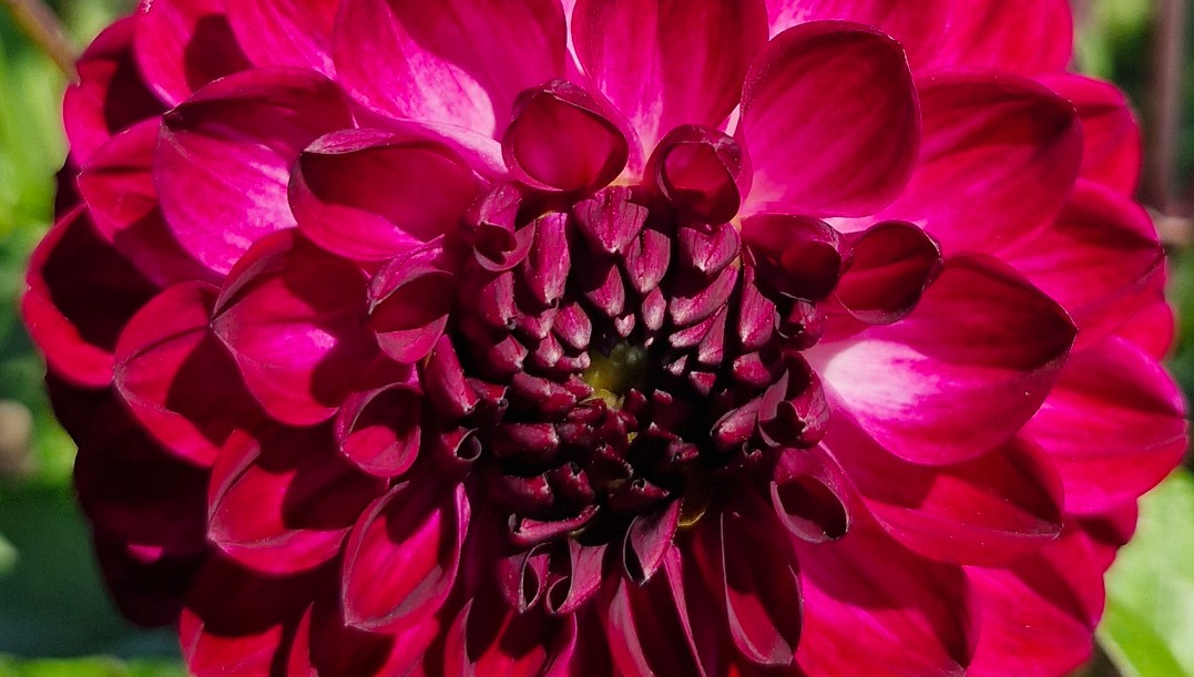 Dahlia - Buran - 1 stuk