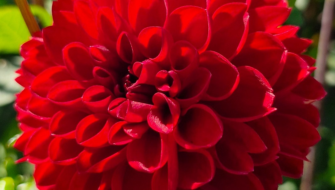 Dahlia - Viking -  2 stuks