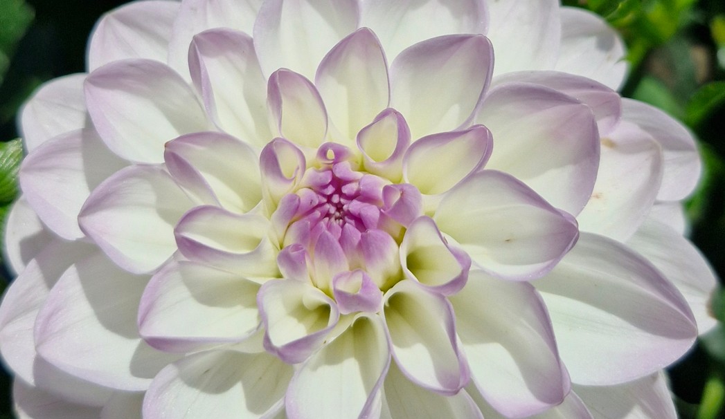 Dahlia - Eveline - 3 stuks voordeel