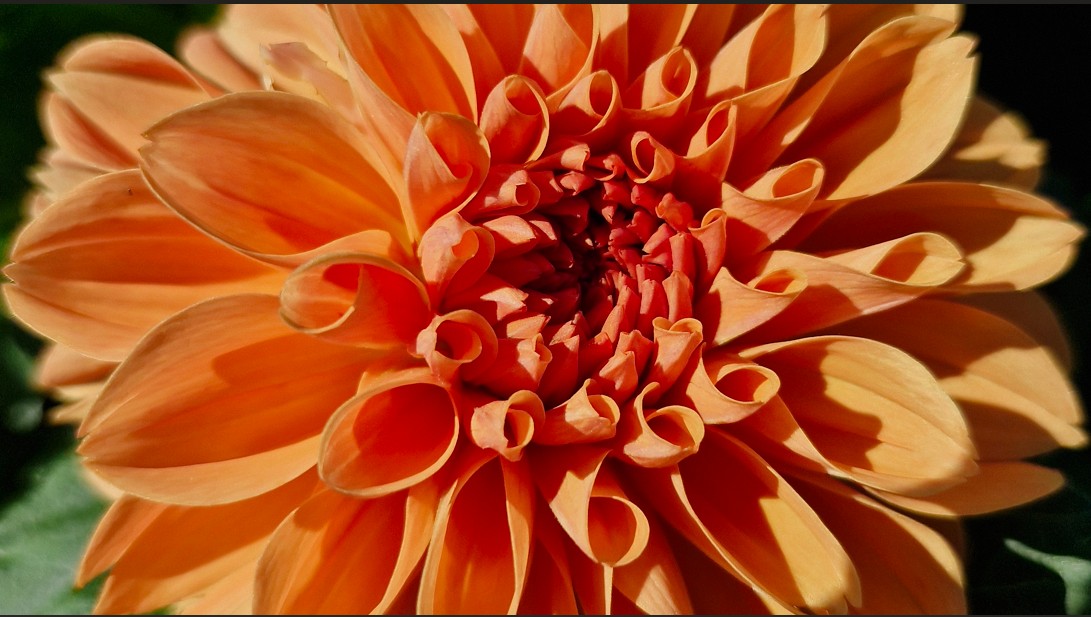 Dahlia - Orange King - 1 stuk