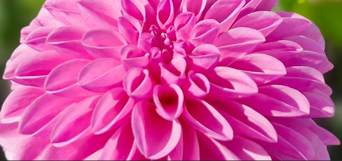 Dahlia - Pinkpop - 2 stuks